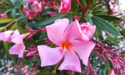 Oleander - welche Topfgröße braucht die Pflanze