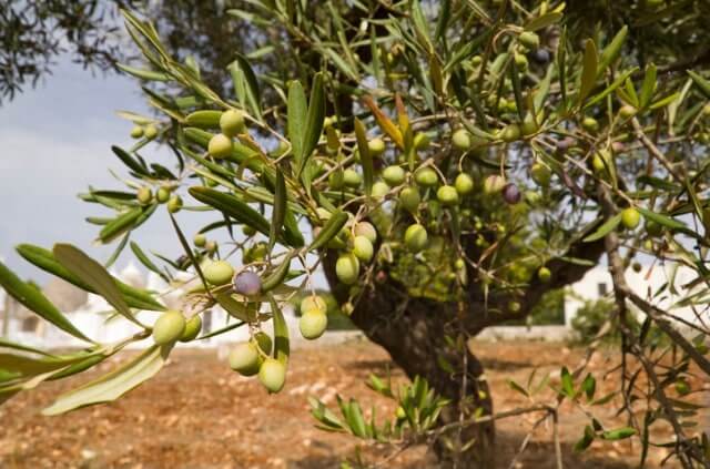 Olivenbaum Wachstum – wie schnell wächst die Pflanze