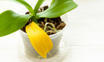 Orchidee bekommt gelbe Blätter - mögliche Ursachen