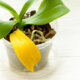 Orchidee bekommt gelbe Blätter - mögliche Ursachen