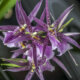 Orchideen für schattige Standorte - diese Arten bevorzugen Schatten