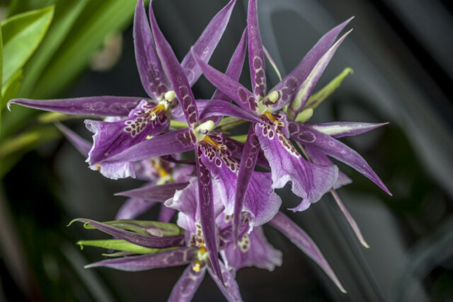 Orchideen für schattige Standorte - diese Arten bevorzugen Schatten