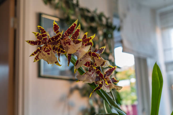 Orchideen für schattige Standorte im Haus