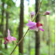 Orchideen mit kleinen Blüten
