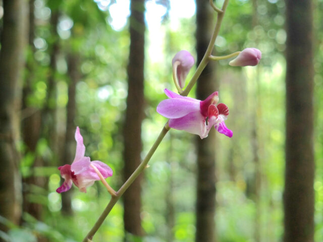 Orchideen mit kleinen Blüten