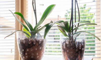 Orchideen - warum der Übertopf transparent ist!