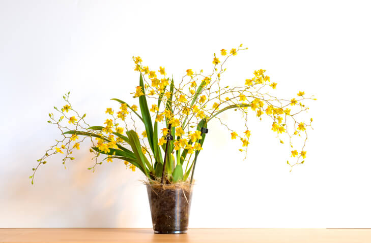 Orchideenarten mit kleinen Blüten