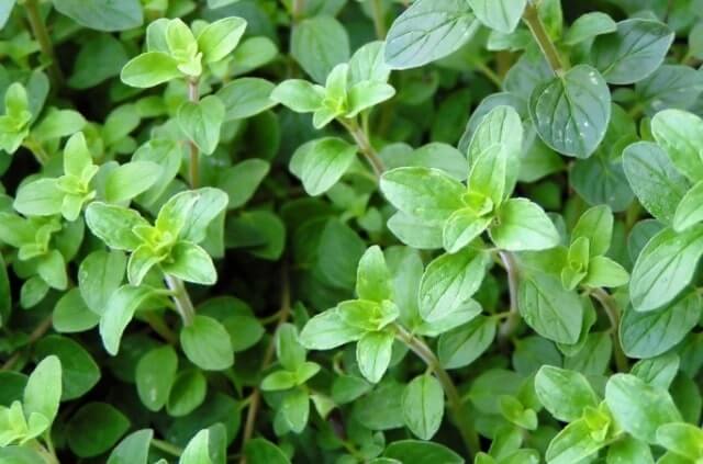 Oregano gießen - so pflegen Sie ihn richtig!