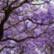 Palisanderbaum Pflege - gießen, düngen, überwintern und mehr
