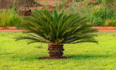 Palmfarn überwintern - was Sie beachten sollten!
