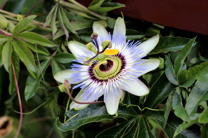 Passionsblumen aus frischen Samen ziehen