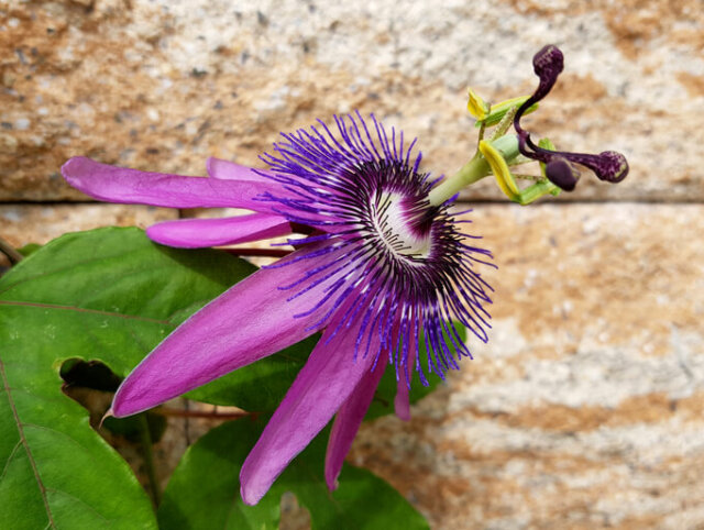 Passionsblumen vermehren - die besten Methoden