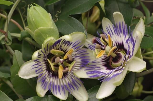 Passionsfrucht Blüte bestäuben