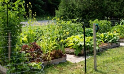 Permakultur im Hausgarten - Planung, Vorbereitung und Durchführung