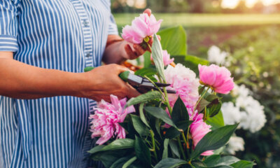 Pfingstrosen - alte Blüten richtig abschneiden