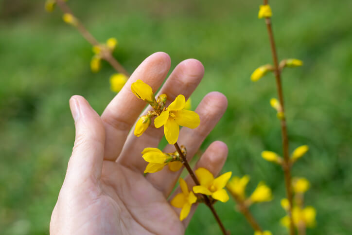 Pflanzanleitung für Forsythien