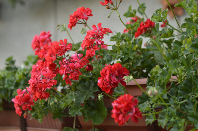 Pflanzen für Pflanzkübel - ideale Gewächse für Sonne, Halbschatten und Schatten