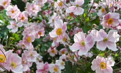 Pflanzung von Anemonen - so machen Sie es richtig!