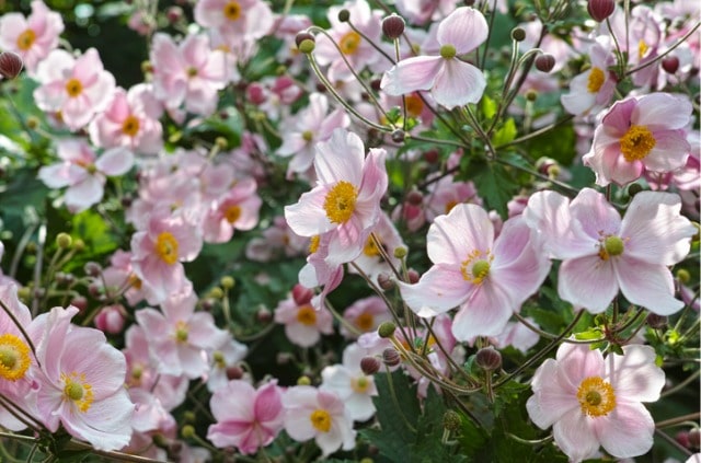 Pflanzung von Anemonen - so machen Sie es richtig!