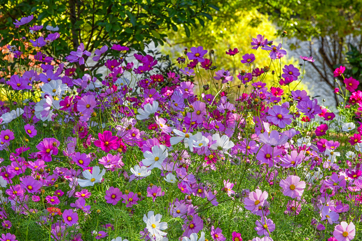 Pflanzung von Herbst-Anemonen