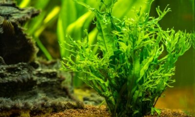 Pflanzung von Javafarn - wie Sie die Wasserpflanze richtig aufbinden