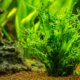 Pflanzung von Javafarn - wie Sie die Wasserpflanze richtig aufbinden