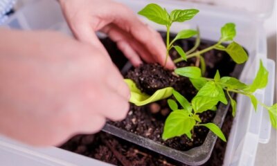 Pflanzung von Keimlingen - so setzen Sie junge Pflanzen um!