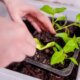 Pflanzung von Keimlingen - so setzen Sie junge Pflanzen um!