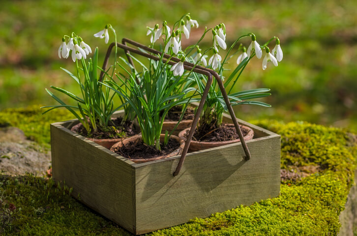 Pflanzung von Schneeglöckchen