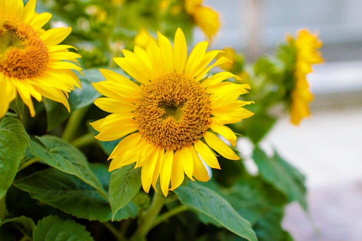 Pflanzung von Sonnenblumen