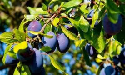 Pflaumenbaum selbst ziehen - die Möglichkeiten