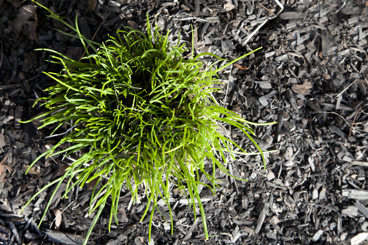 Pflege des Schnittlauchs nach dem Winter