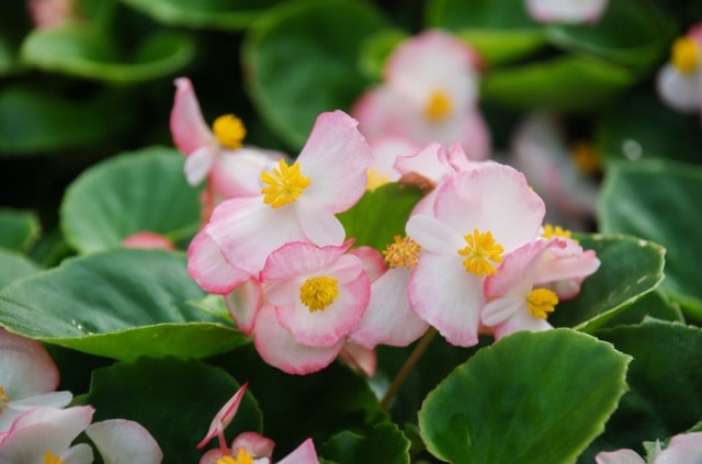 Pflege von Eisbegonien - richtig gießen, düngen und pflanzen