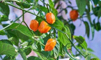 Pflege von Habanero-Pflanzen - wie das Gewächs prächtig gedeiht!