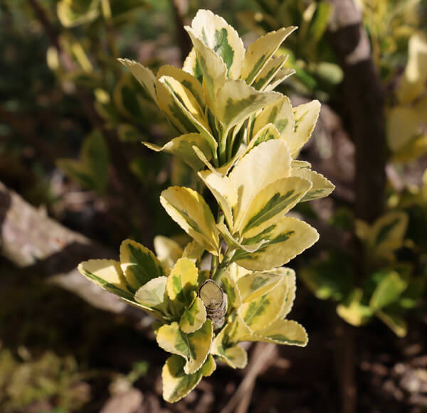 Pflege von Kübelpflanzen im Winterquartier