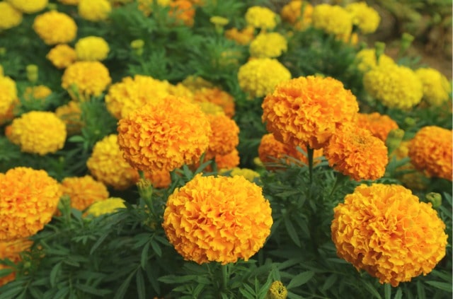 Pflege von Tagetes (Studentenblumen) - gießen, düngen, schneiden und mehr