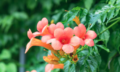 Pflege von Trompetenblumen - so gedeiht Ihre Kletterpflanze prächtig!
