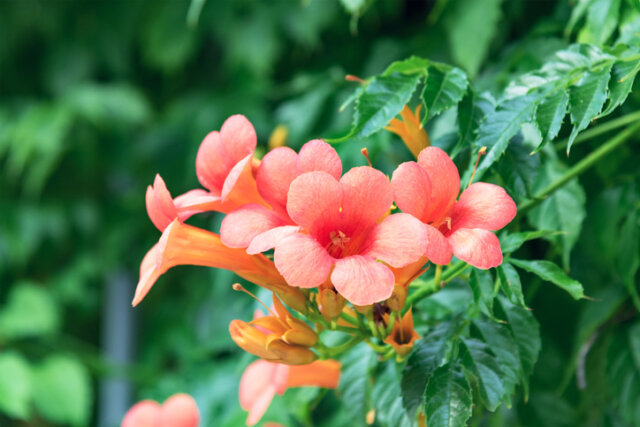 Pflege von Trompetenblumen - so gedeiht Ihre Kletterpflanze prächtig!