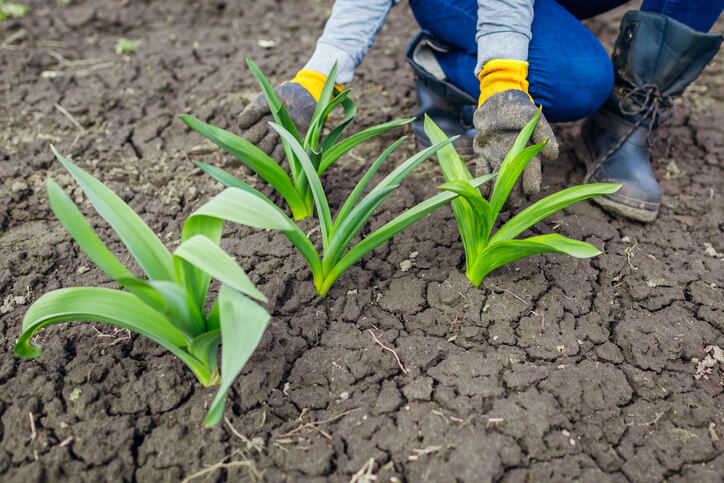 Pflege von Zierlauch