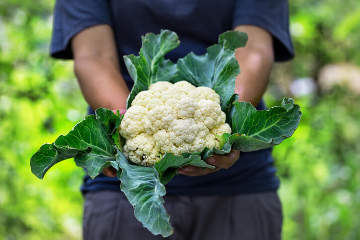 Pflück-Blumenkohl ernten und verwenden