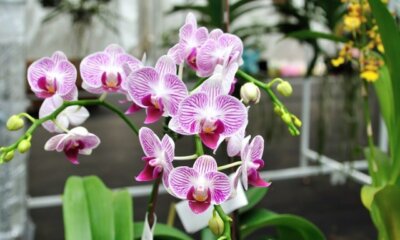 Phalaenopsis - so wird die Schmetterlingsorchidee richtig beschnitten!