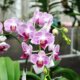 Phalaenopsis - so wird die Schmetterlingsorchidee richtig beschnitten!