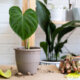 Philodendron - Tipps zur Pflege
