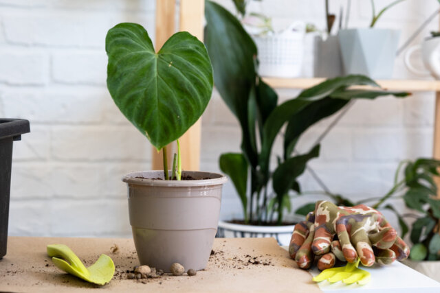 Philodendron - Tipps zur Pflege