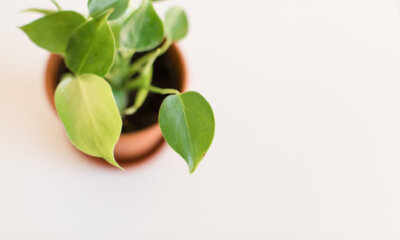 Philodendron bekommt gelbe Blätter - was Sie dagegen tun können