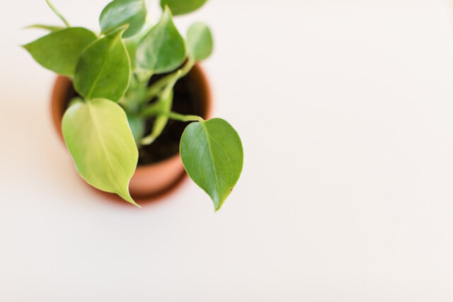 Philodendron bekommt gelbe Blätter - was Sie dagegen tun können