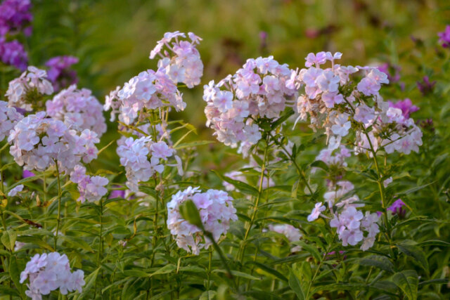 Phlox überwintern - praktische Tipps