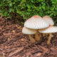 Pilze in Rindenmulch – warum wachsen sie hier