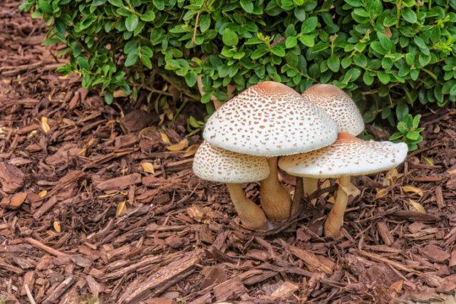 Pilze in Rindenmulch – warum wachsen sie hier