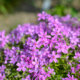 Polsterphlox im Herbst pflanzen